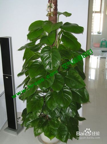 上海室內空氣質量檢測中心-上海CMA檢測報告